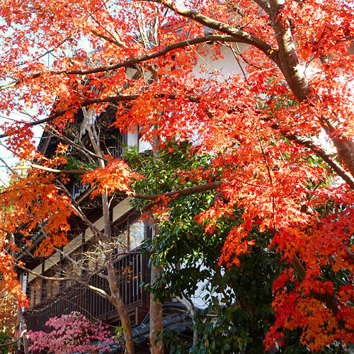 Appearance (autumn leaves)