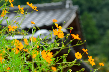 Kinosaki onsen: A retro onsen in the mountains where geta and yukata look great together 3473491