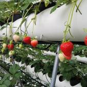 大自然阿蘇 健康の森（阿蘇ファームヴィレッジ）（熊本県 リゾートホテル） / 3