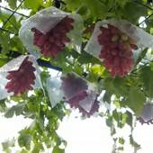 ワイン民宿鈴木園（山梨県 民宿） / 3