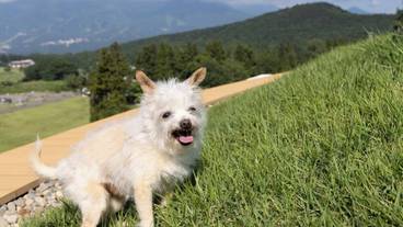 ペット同伴可 / 24