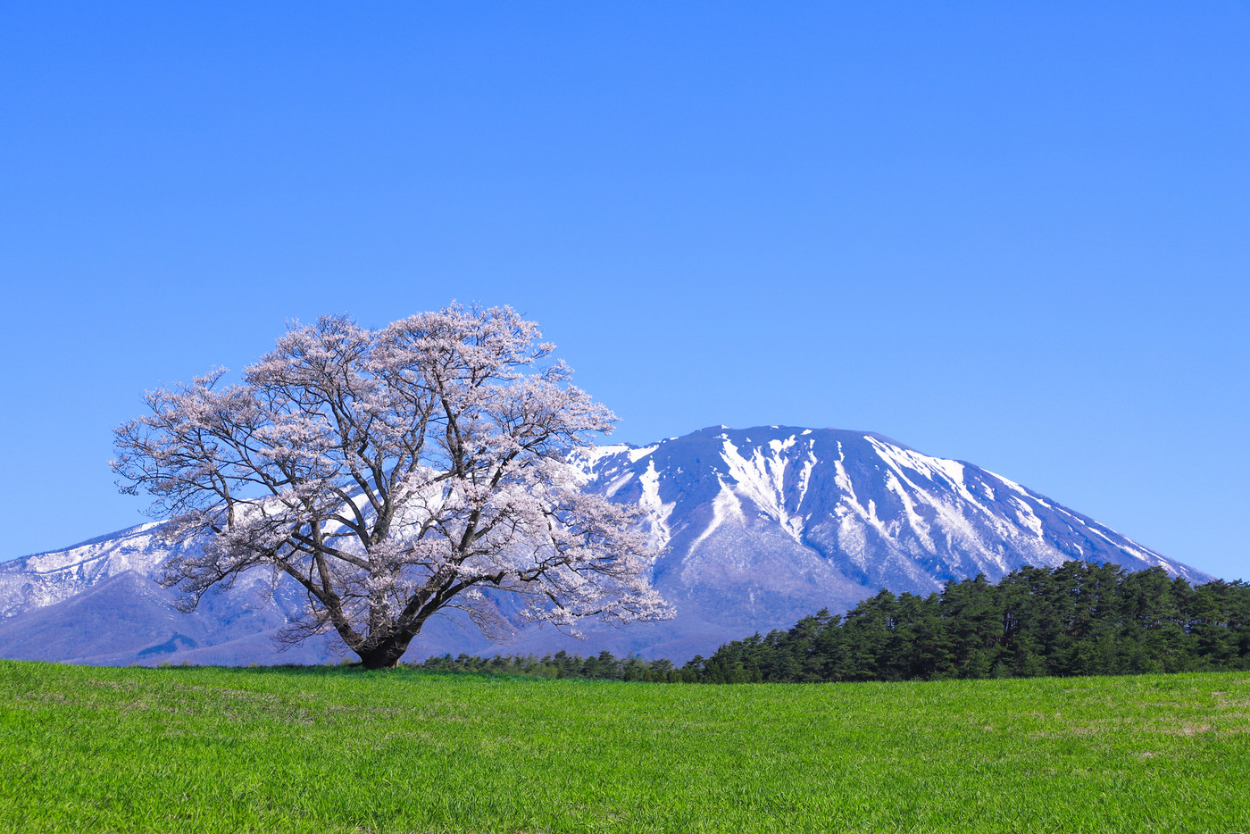 小岩井農場　一本桜
