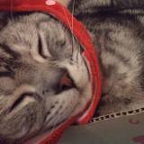 キャテリアム（キャットカフェキャテリアム）