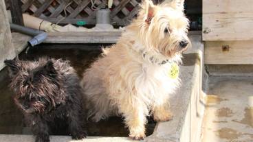 ペット同伴可 / 6