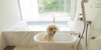 愛犬と箱根旅行♪ペットと泊まれるおすすめ温泉旅館・ホテル9選