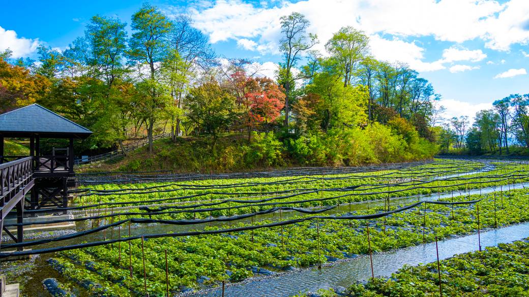 大王わさび農場 / 2