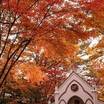 敷地内の美しい紅葉