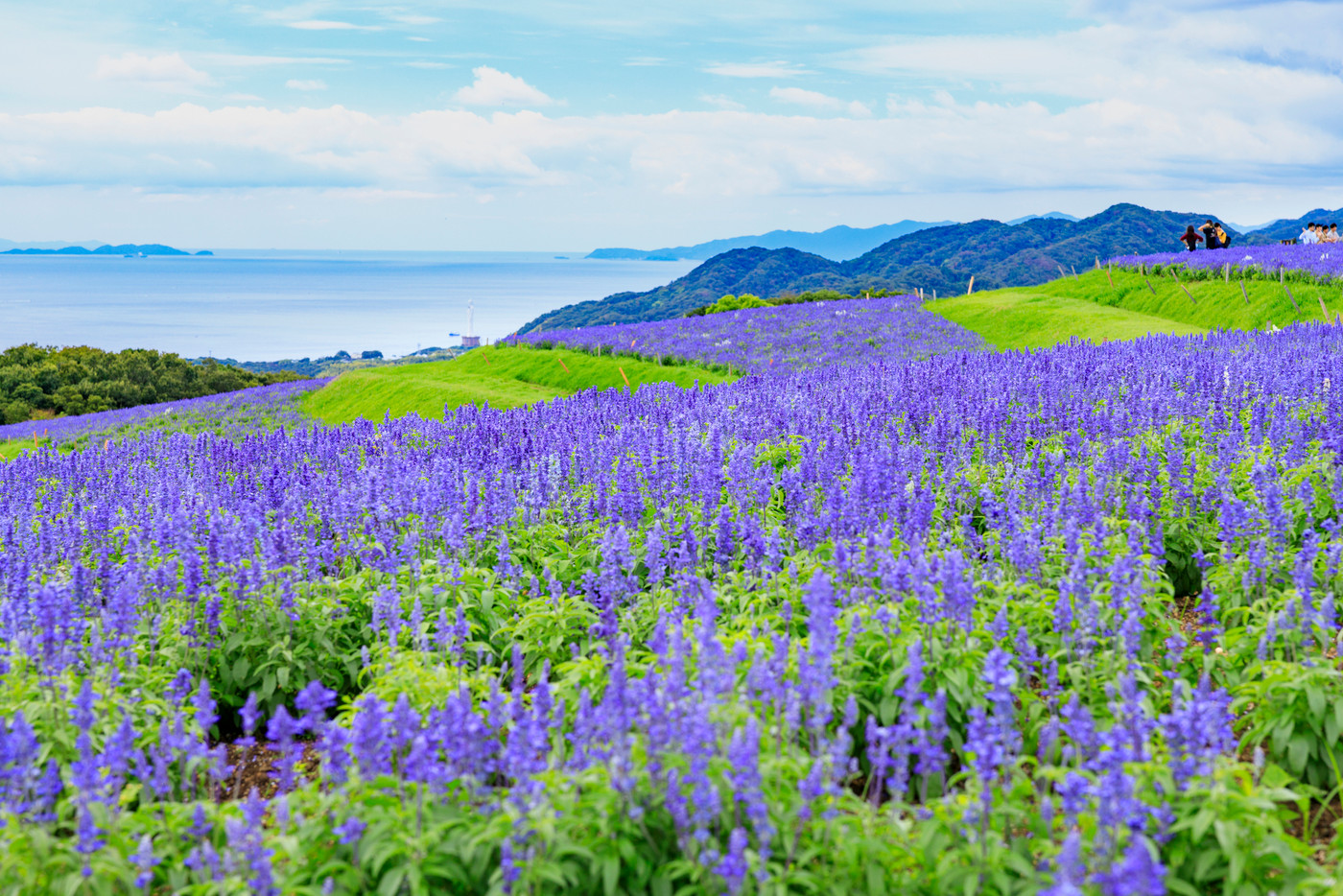 あわじ花さじき　初秋の花々