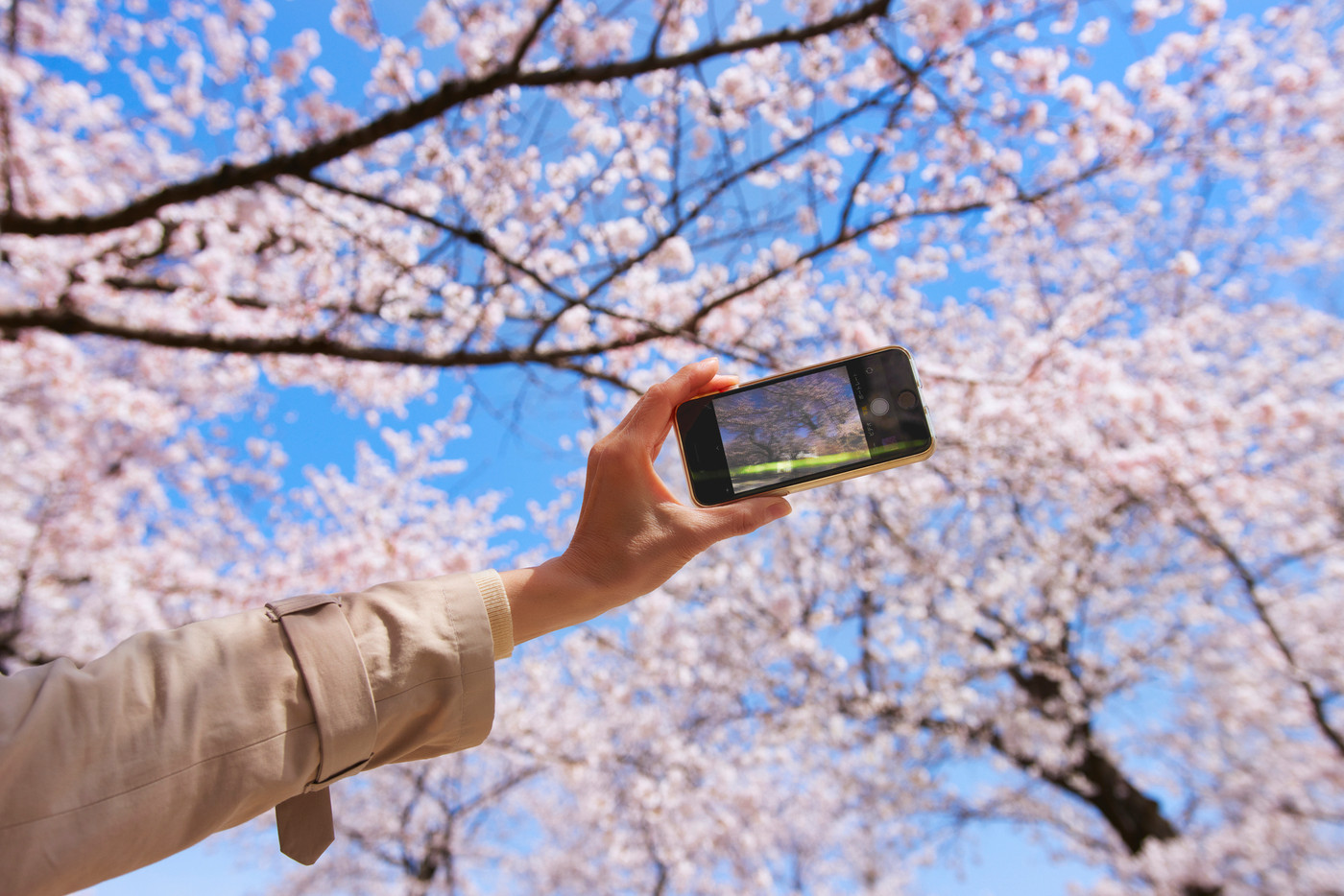 満開の桜をスマホで撮影する女性の手元