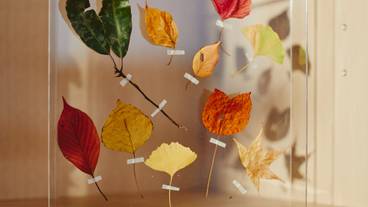 アトリエ マテリアル 落ち葉 / 8