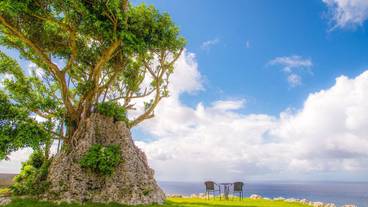 敷地内のガジュマル / 3