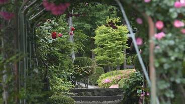 敷地内の自然(2) / 7