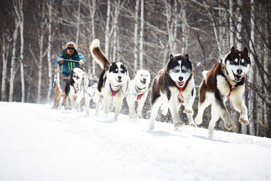 手綱を通して犬たちと「会話」する雪原の犬ぞり体験1782814