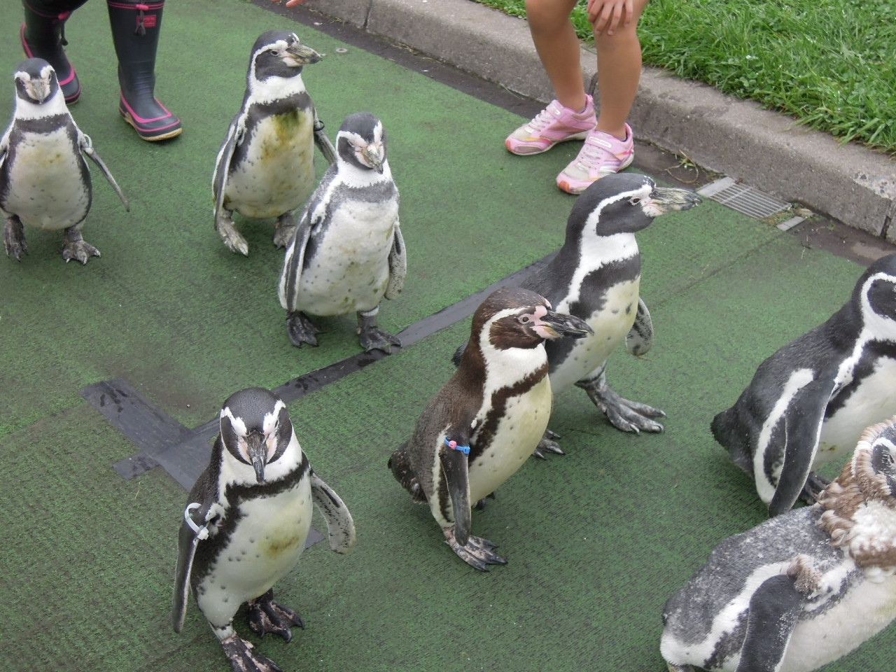 9.よちよち歩くペンギンパレードに大興奮♡「市立室蘭水族館」2277243