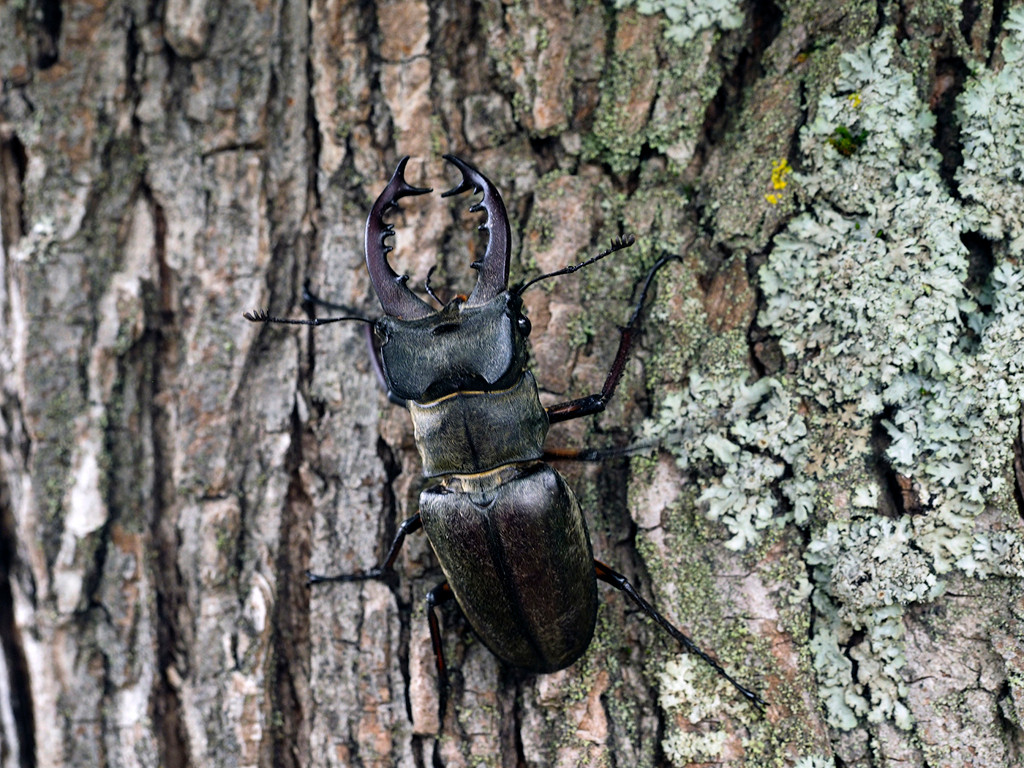 2.リーズナブルなのがうれしい「つちうちキャンプ場」3536742