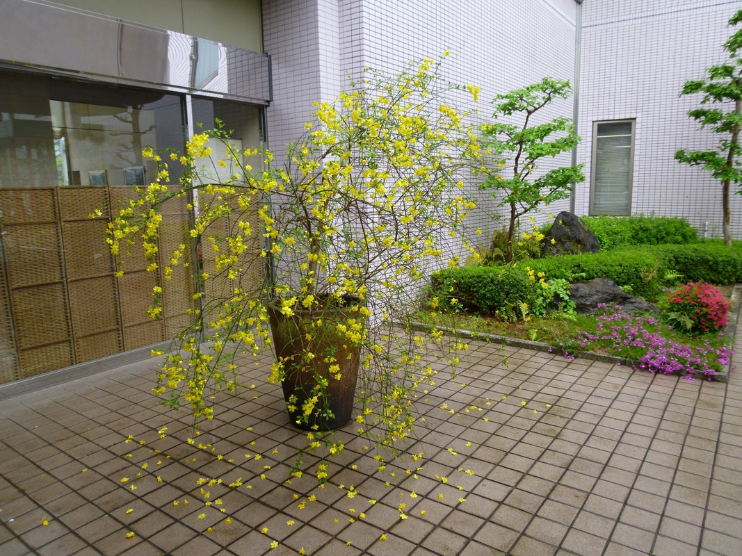 この花が実に好いです！