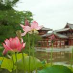 夏の京都観光におすすめ。蓮と睡蓮の花を愛でてみませんか？人気の名所11選