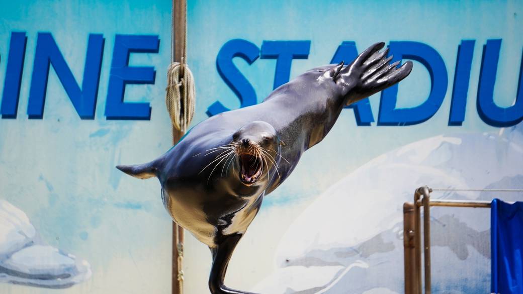 見応えたっぷりのアシカショー / 4