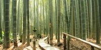 心洗われる竹林寺。鎌倉の「報国寺」を散策しませんか？