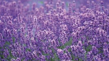 施設の敷地 / 11