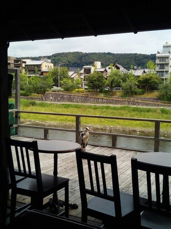 「カワカフェ」 内観 68251407 かわさぎもいるよ！