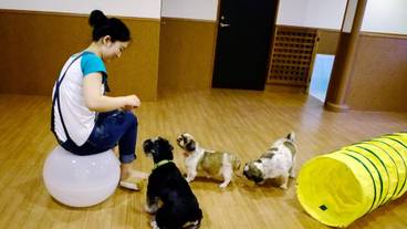 ペット用設備・サービス / 3