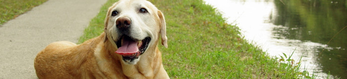 愛犬と一緒におでかけ!軽井沢のペットと泊まれるホテル9選♡