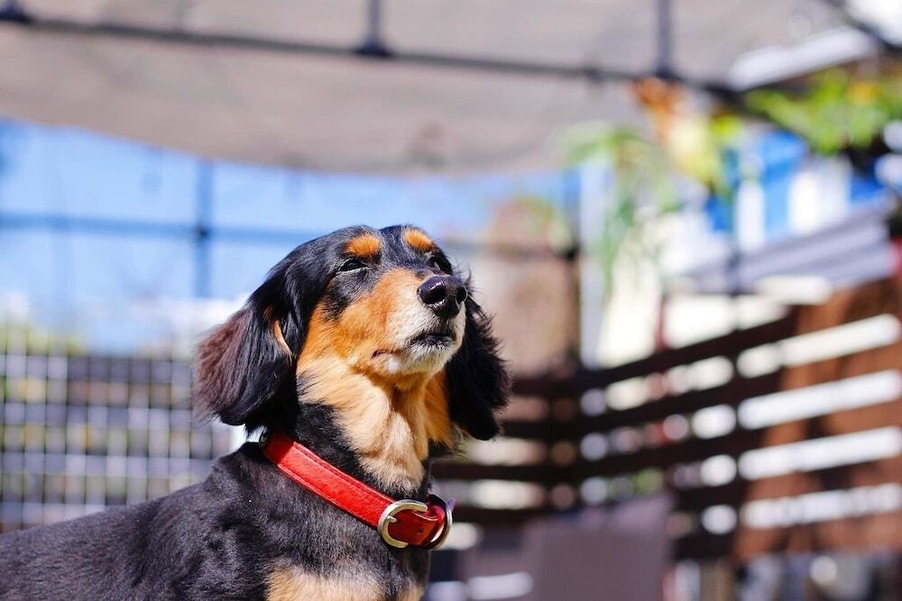 ペット用設備・サービス