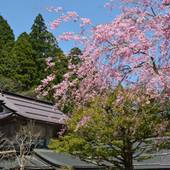 宿坊 不動院（和歌山県 旅館） / 4