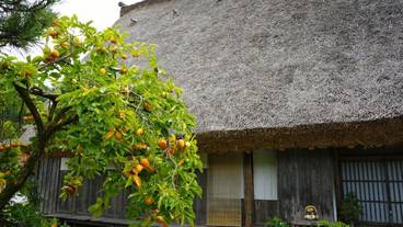 観光スポット / 30