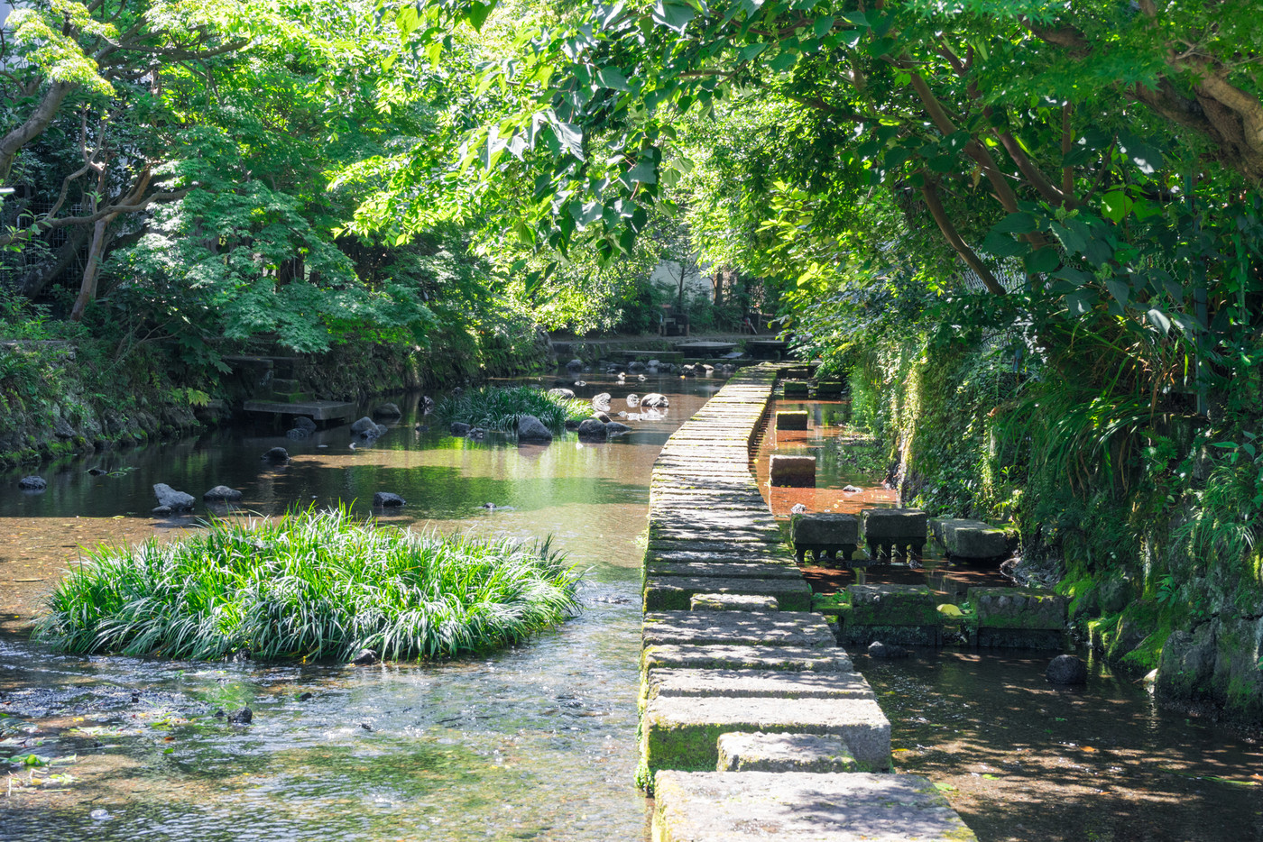 源兵衛川の遊歩道