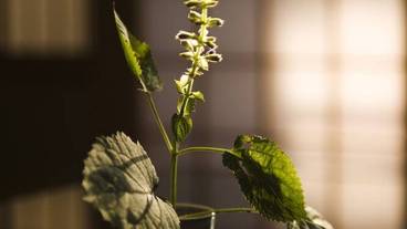 客室の設備とサービス / 34