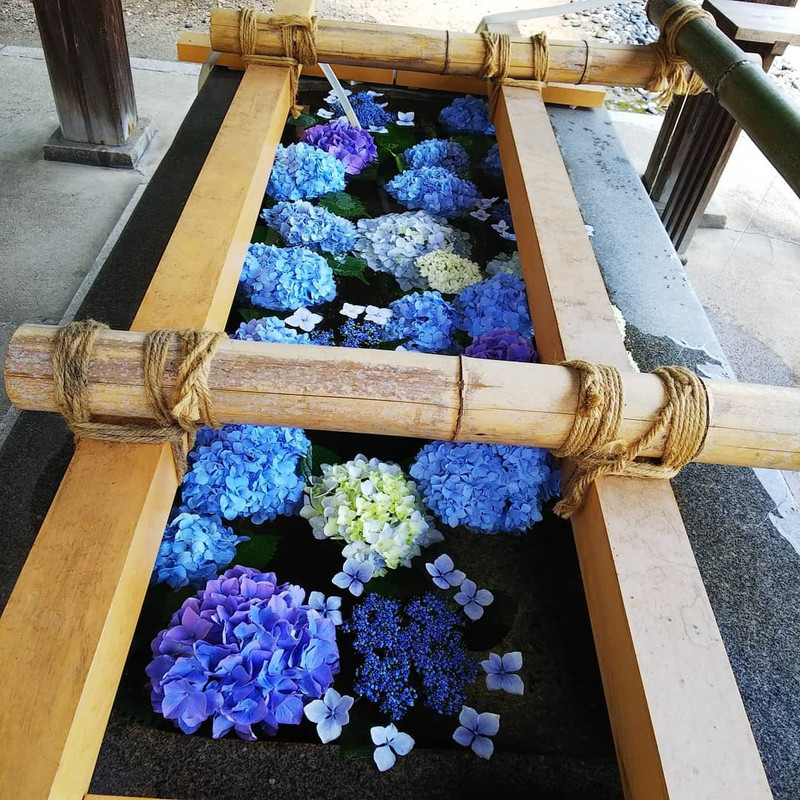 「若宮八幡社」のあじさいの花手水 / 5