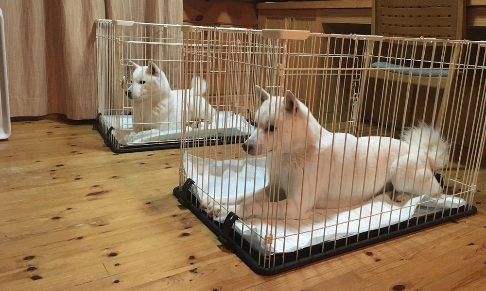 ドッグケージは１匹１個。北海道犬だとこんな感じ。