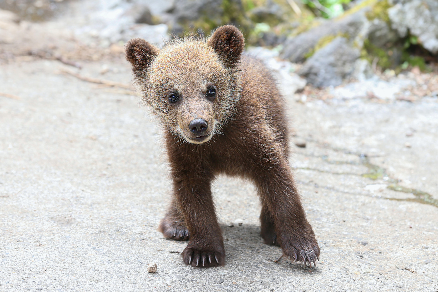 ヒグマ 子供 登別 クマ牧場
