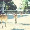 古の都・奈良で歴史を感じる国宝めぐり旅。奈良市内の国宝13選