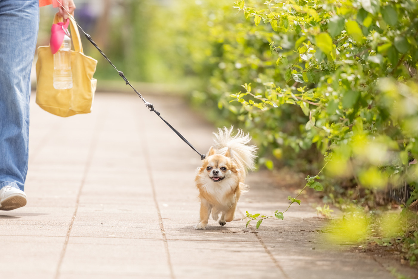 犬　ペット　散歩中のチワワ