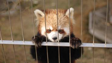 熱川温泉バナナワニ園のレッサーパンダ / 1