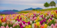花のじゅうたんが圧巻！兵庫・淡路「あわじ花さじき」が癒される♡