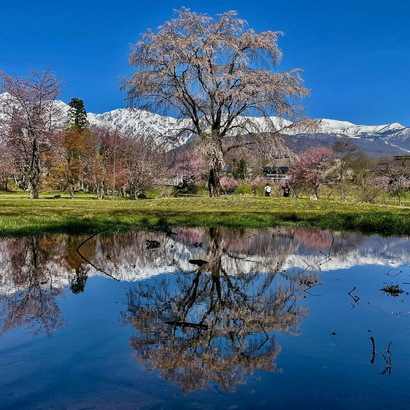 バーベキュー / ピクニック エリア