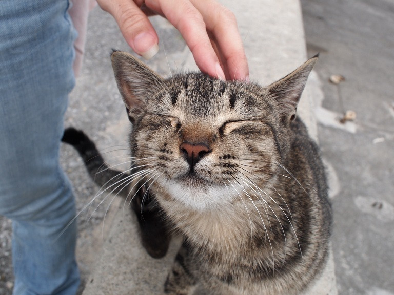 「中本鮮魚店」その他 40683 猫