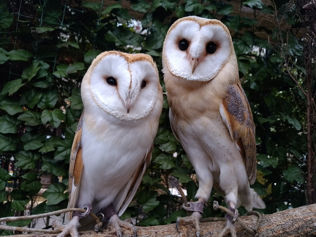 動物たちとの触れ合いも楽しめる3516735