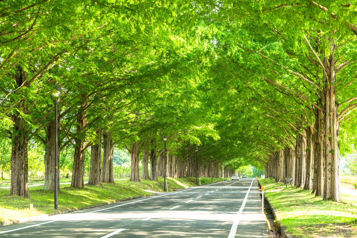 メタセコイア並木