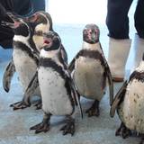 鳥羽水族館（トバスイゾクカン）
