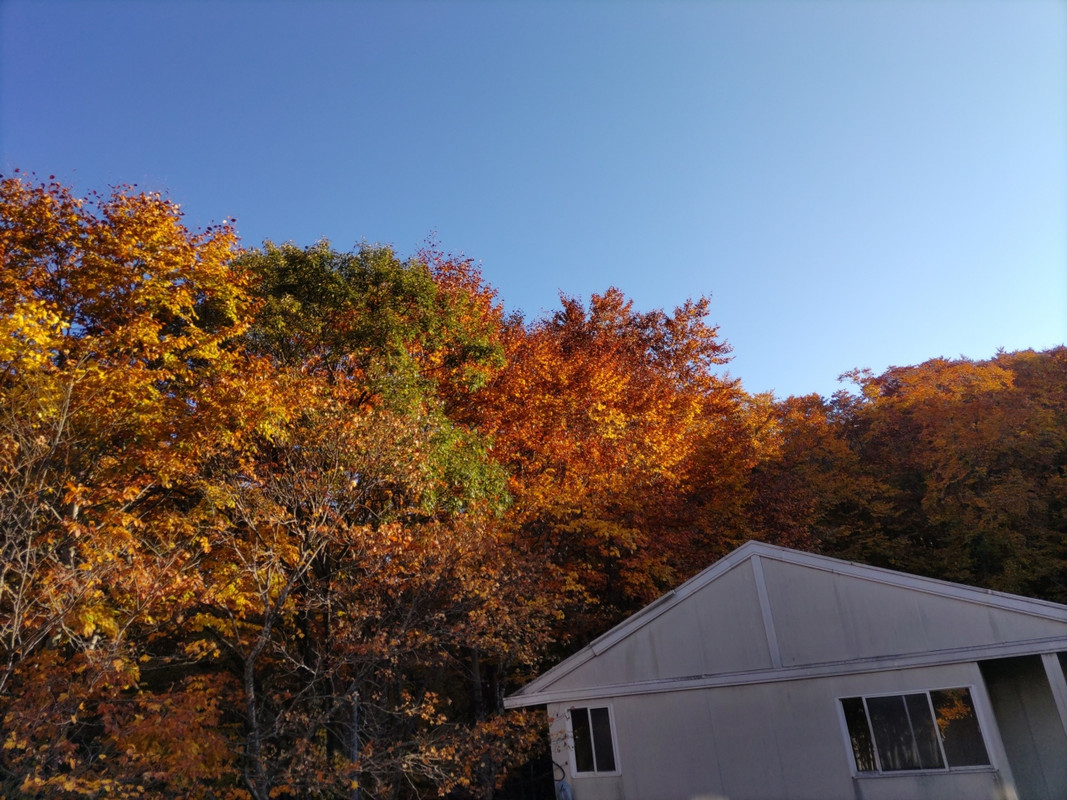 客室からのブナ原生林の眺め