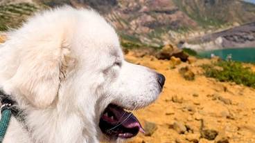 ペット同伴可 / 8