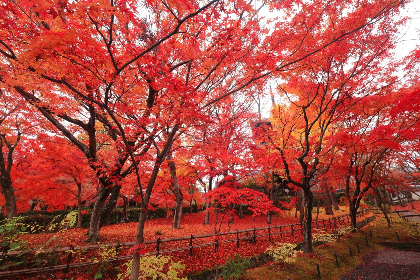 心まで鮮やかに色めく、真っ赤な紅葉の絨毯1947808