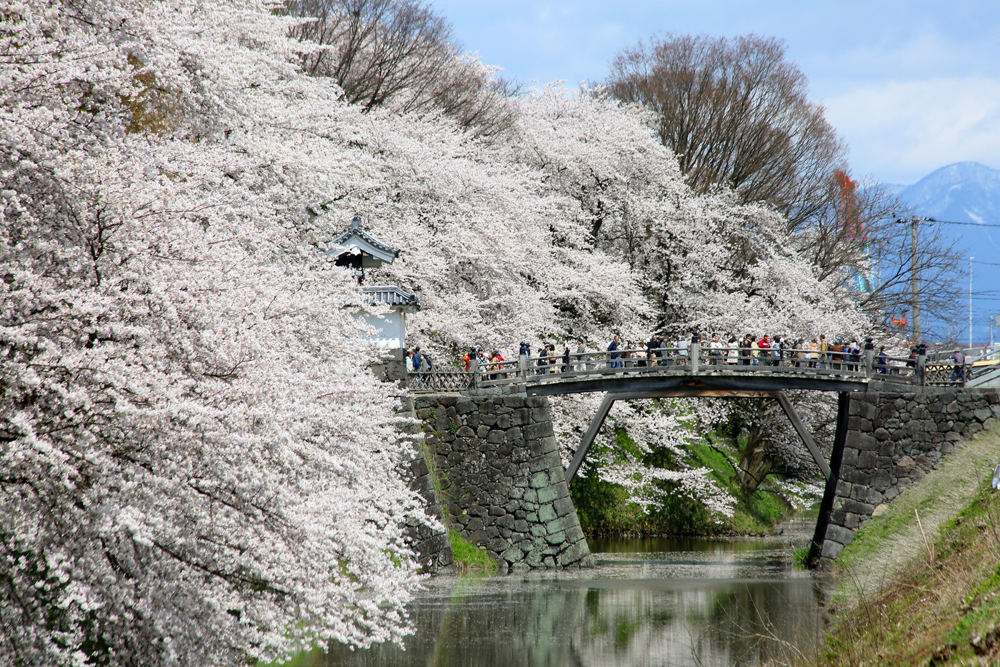 霞城公園の桜