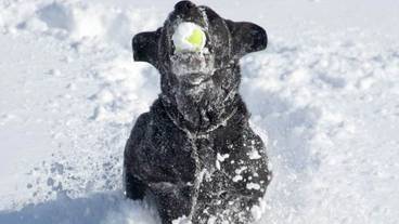 ペット同伴可 / 3