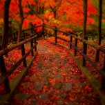 秋ハイキングに行こう！紅葉美しい関東のおすすめスポット8選